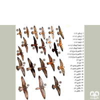 گونه شاهین آمور Amur Falcon